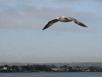 Larus delawarensis Ring-billed Gull