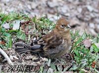 Carduelis flavirostris Twite 黃嘴朱頂雀 120-054