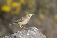 Tawny Pipit (Anthus campestris)