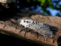 Plettet Træborer (Zeuzera pyrina)