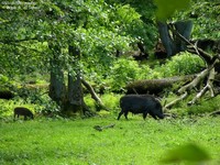 Vildsvin (Sus scrofa) Foto/billede af