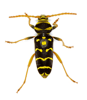 Plagionotus arcuatus var. fasciicollis