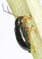 Luperus xanthopoda