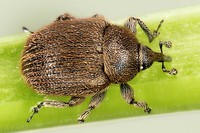 Rhinusa tetra