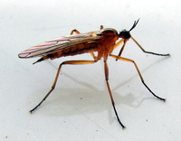Empis stercorea
