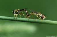 Sphaerophoria scripta - Hover fly