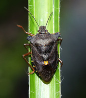 Pentatoma rufipes