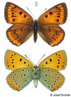 Lycaena dispar - Large Copper