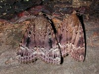 Amphipyra pyramidea - Copper Underwing