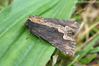 Dypterygia scabriuscula - Bird's Wing