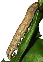 Hecatera dysodea - Small Ranunculus