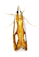 Catoptria permutatellus