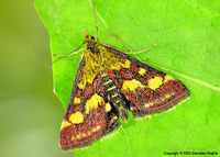Pyrausta purpuralis