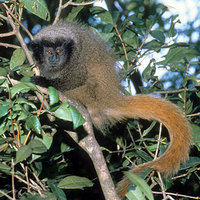 Masked titi (Callicebus personatus nigrifrons)