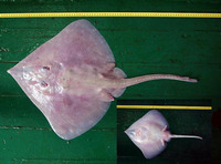 Bathyraja spinicauda, Spinetail ray: