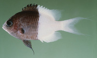 Chromis iomelas, Half-and-half chromis: aquarium