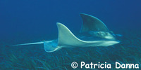 Myliobatis australis, Australian bull ray: gamefish