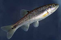 Semotilus thoreauianus, Dixie chub: