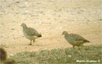 Crested Francolin Francolinus sephaena