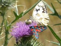 Zygaena ephialtes f. rubro-peucedanoideae