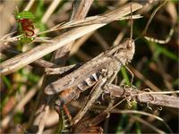 Glyptobothrus brunneus - Common Field Grasshopper