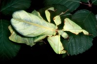Phyllium giganteum