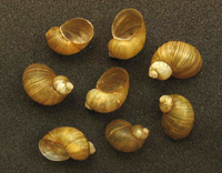 Quickella arenaria - Sandbowl snail