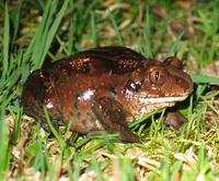 Pelobates fuscus fuscus