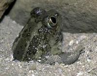 Image of: Spea intermontana (Great Basin spadefoot)