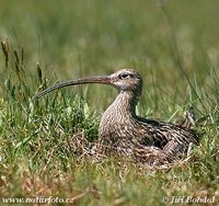 Numenius arquata - Eurasian Curlew