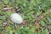 Sterna fuscata - Sooty Tern