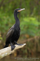 Phalacrocorax brasilianus - Neotropic Cormorant