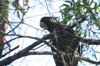 Calyptorhynchus funereus - Yellow-tailed Black-Cockatoo