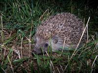 Erinaceus europaeus - Western European Hedgehog