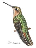 Image of: campylopterus rufus (rufous sabrewing)