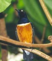 Image of: Lamprotornis superbus (superb starling)