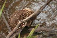 Tachyglossus aculeatus - Short-beaked Echidna