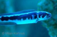 Pholidichthys leucotaenia - Convict Blenny