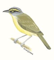 Image of: Vireolanius leucotis (slaty-capped shrike-vireo)