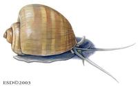 Image of: Ampullaria canaliculata