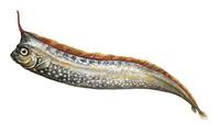 Image of: Lophotus lacepede (crestfish)