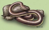 Image of: Loxocemus bicolor (Mexican burrowing pythons)