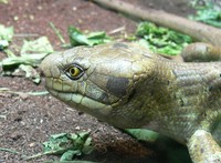 Corucia zebrata - Solomon Island Skink