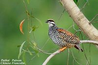 Chinese Francolin - Francolinus pintadeanus