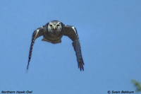 Northern Hawk Owl - Surnia ulula