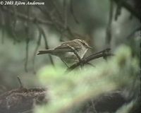 Gansu Leaf Warbler - Phylloscopus kansuensis