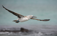 Blue-footed Booby - Sula nebouxii