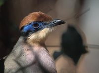 Red-capped Coua (Coua ruficeps) photo