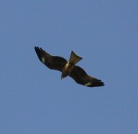Black Kite - Milvus migrans