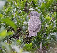 Large Tree-Finch (Camarhynchus psittacula) photo